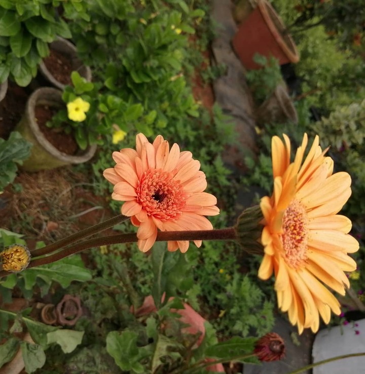 flowers
