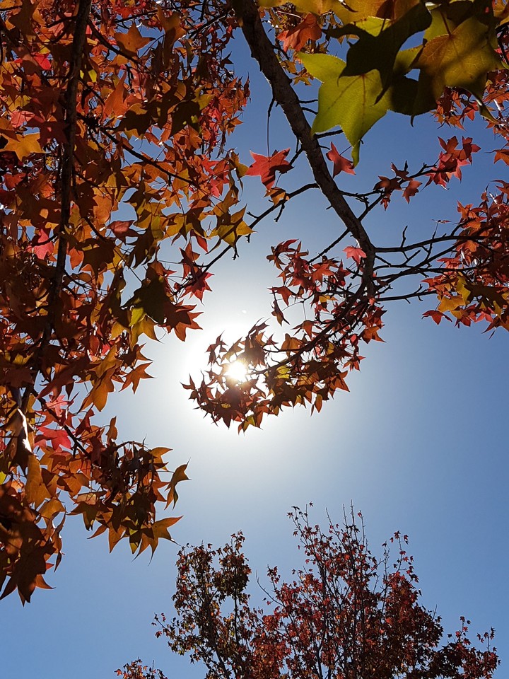 Autumn trees