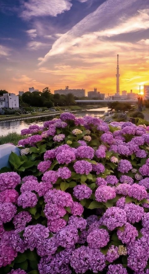 Flower, Petal, Hydrangeaceae