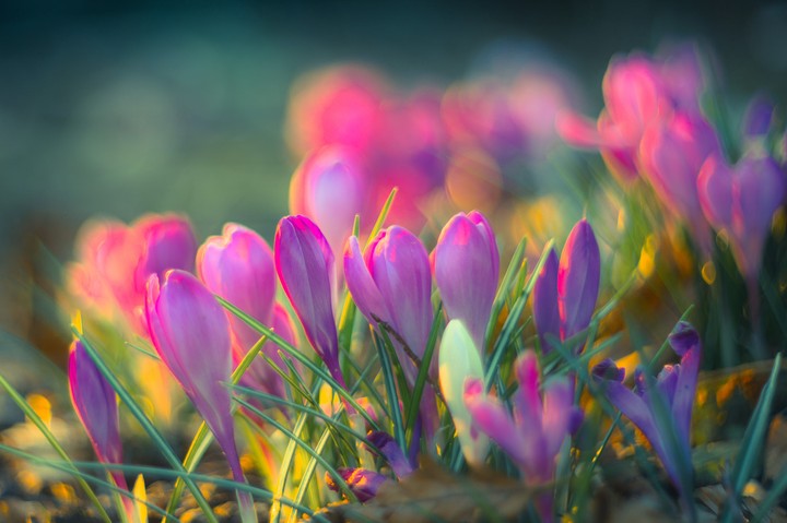 Flovers