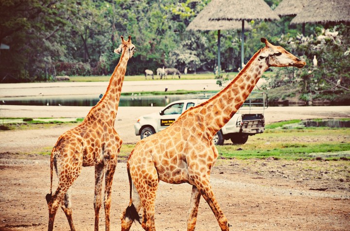 safari