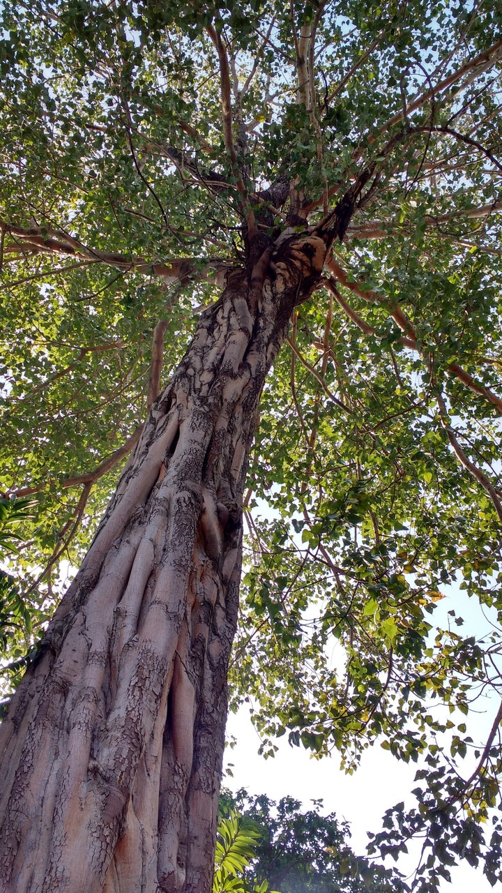 shade of tree