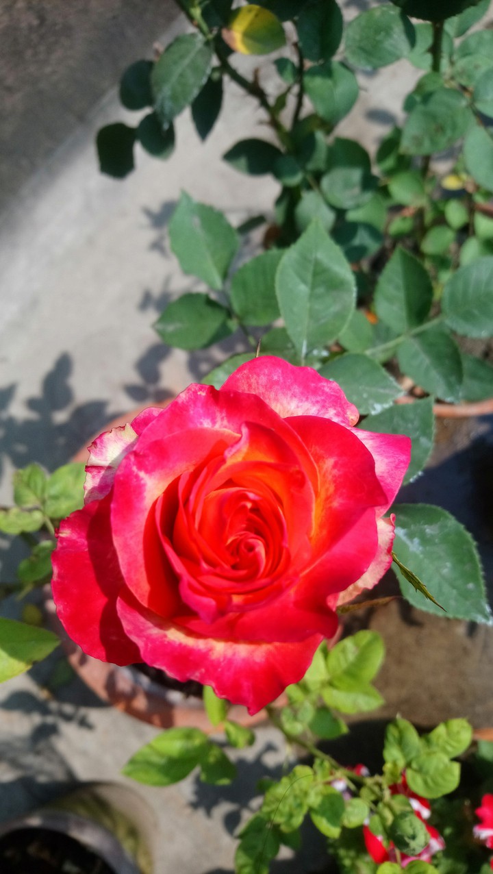 Rose