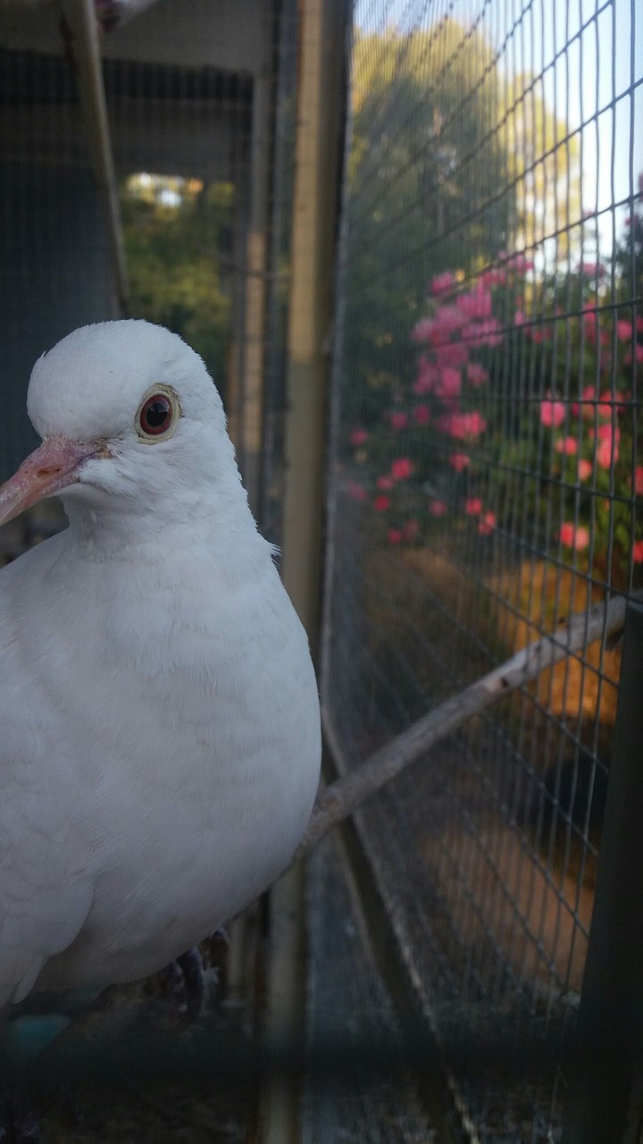 dove