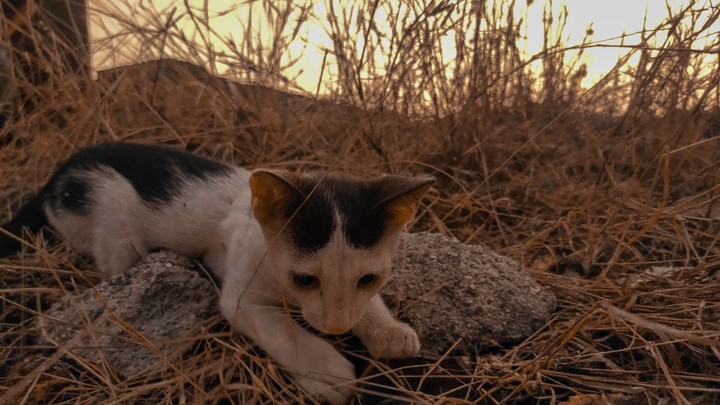 cat