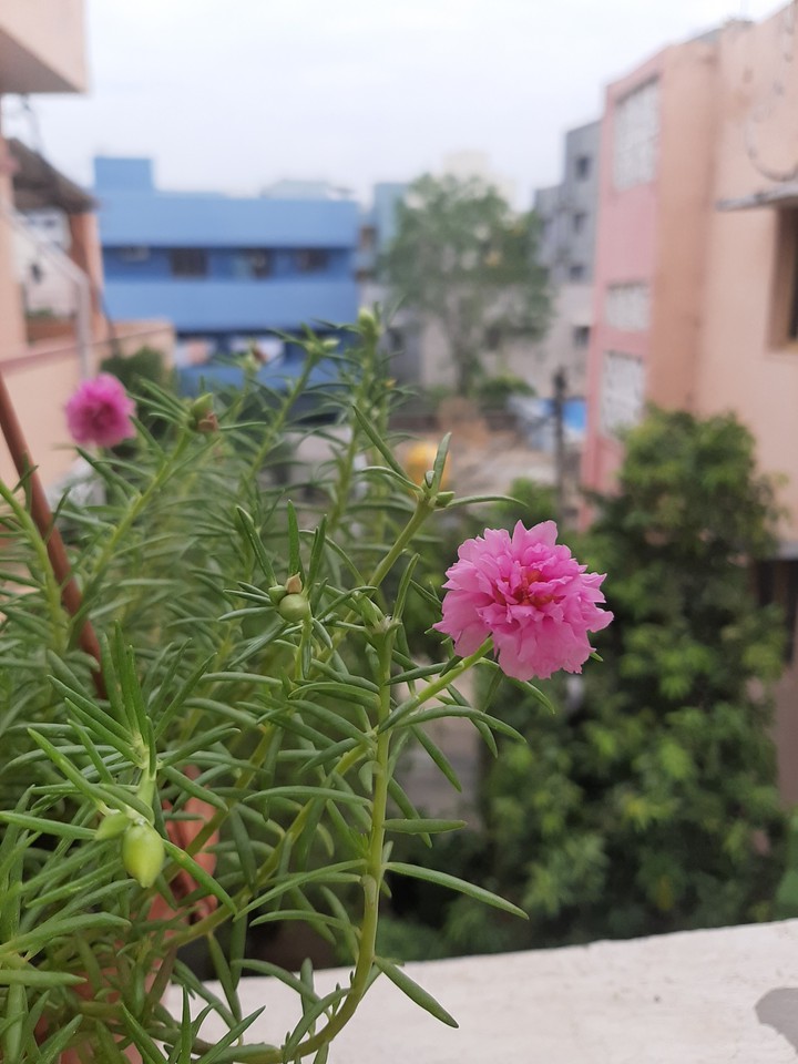 plants