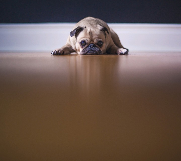 mops.