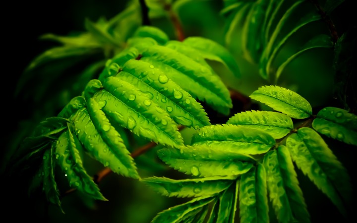 Green ferns