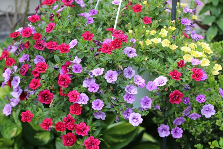Flowering pot