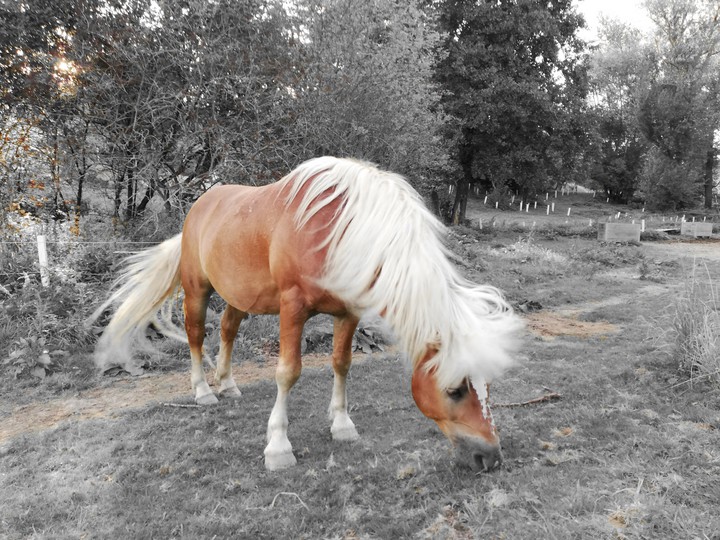 Horse