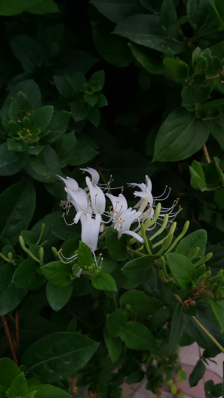 flowers
