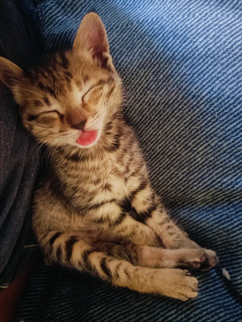 cat, comfort वॉलपेपर