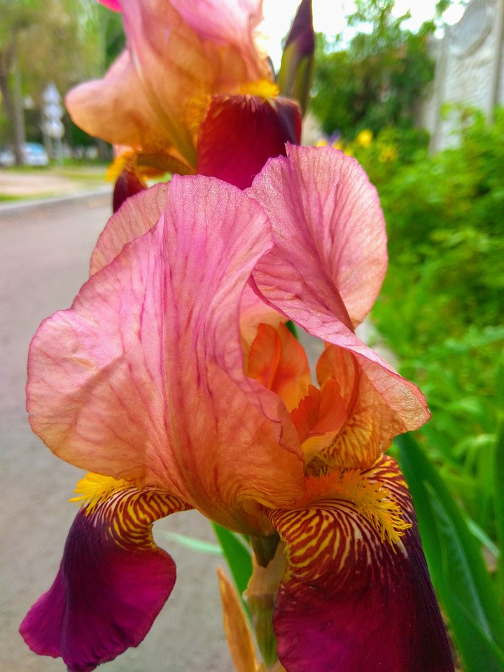 Iris