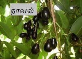 நாவல் மரம்