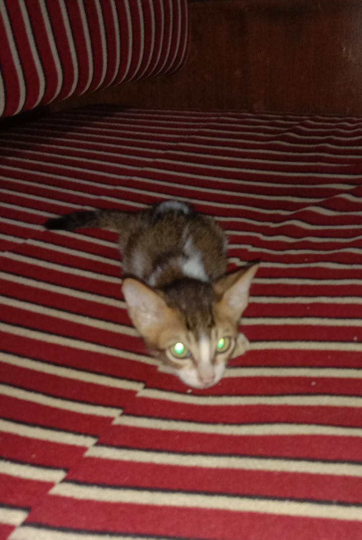 my cat