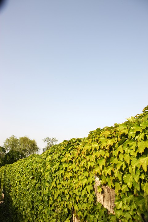 Ivy