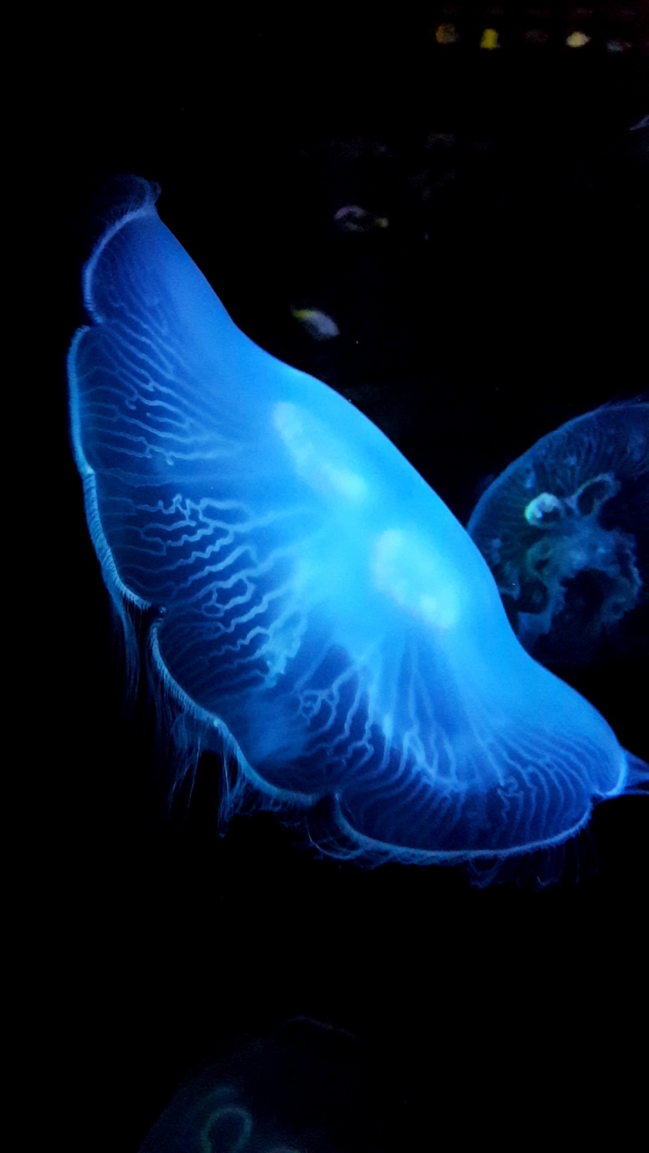 Jellyfish