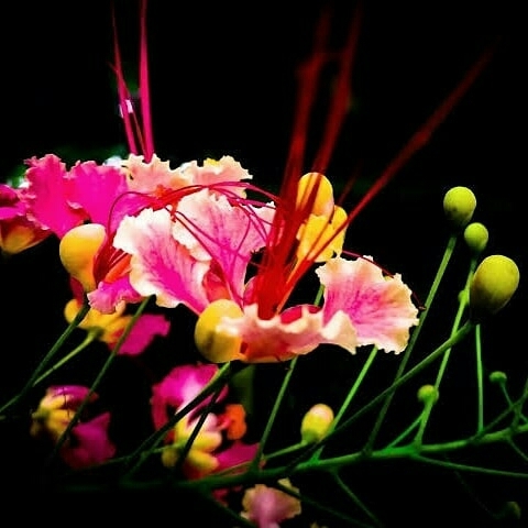 Love flower of Kerala