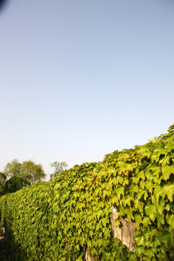 Ivy