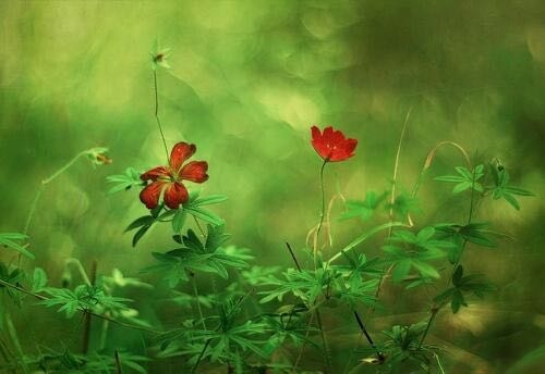 wildflowers