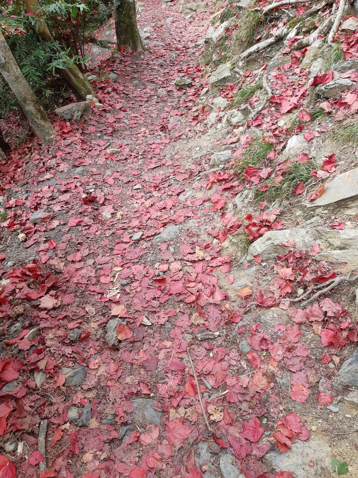 red carpet