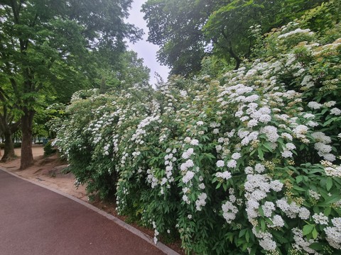 shrub, flower壁紙