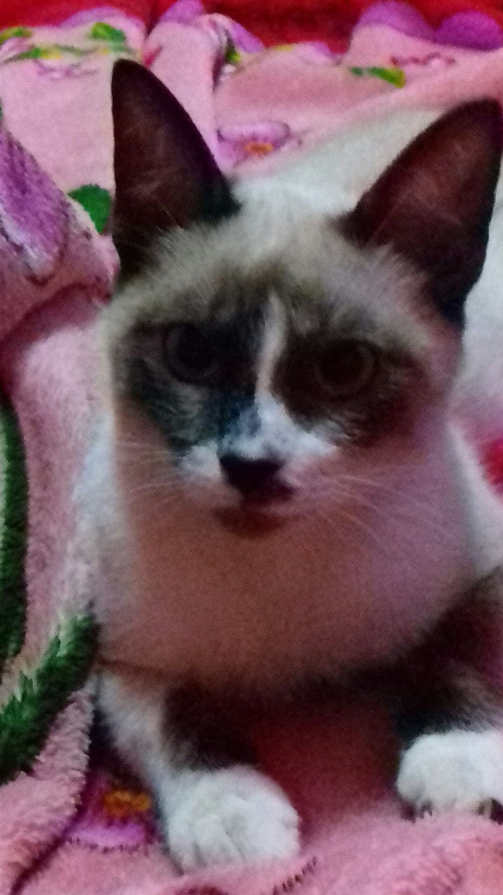 #Cat_Love