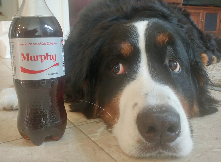 side-eyed pup