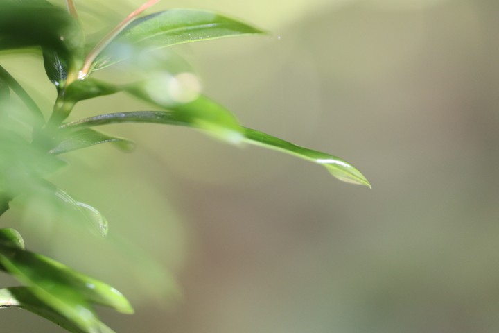 Green India@nature