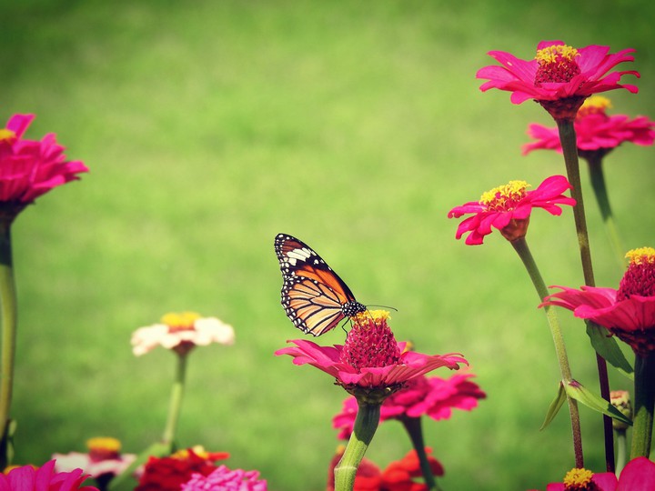 Butterfly