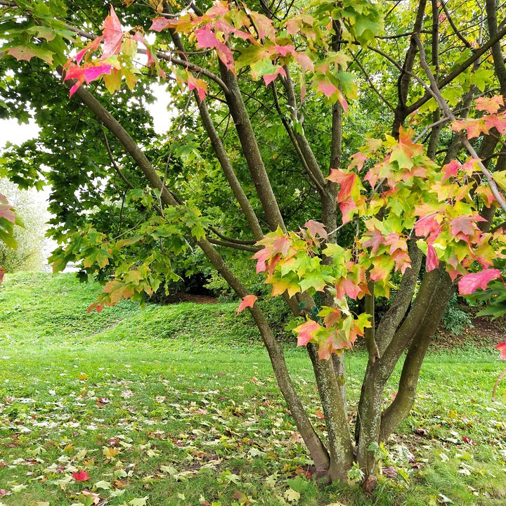 fall