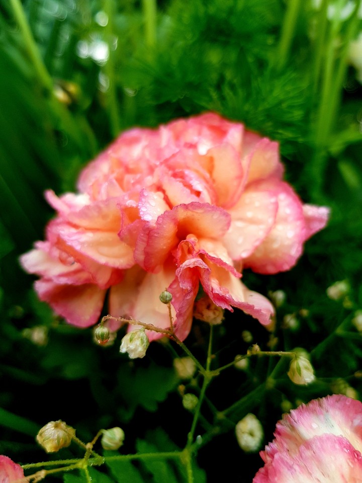 blossom