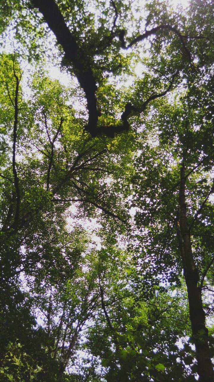 sky roof