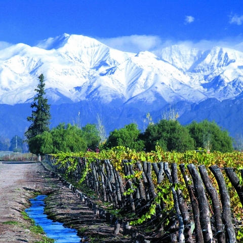 viñedos