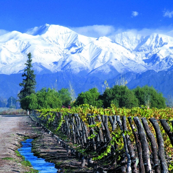 viñedos