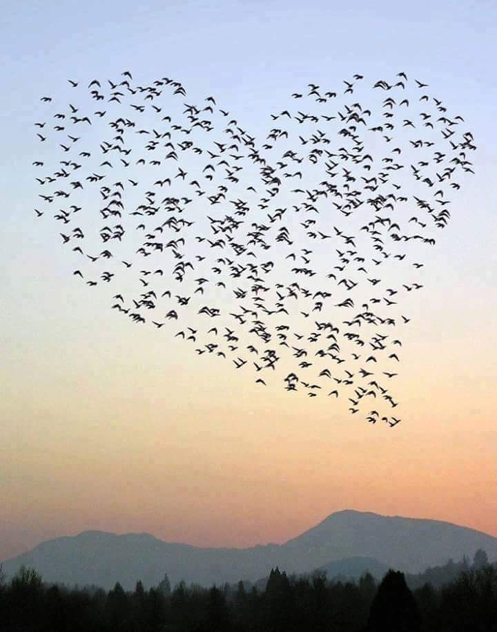 birds