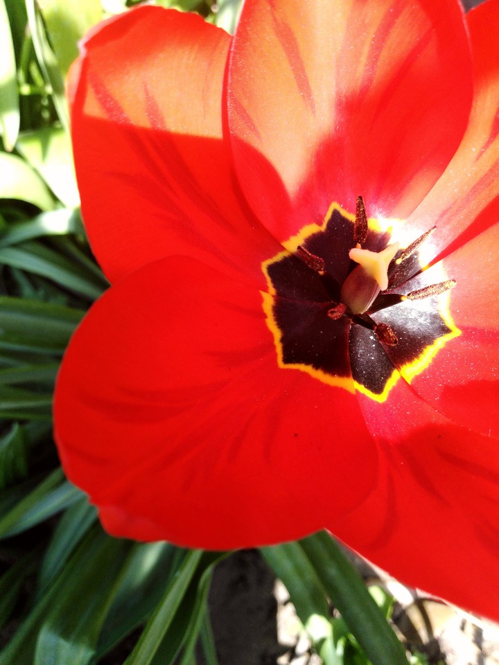 tulip