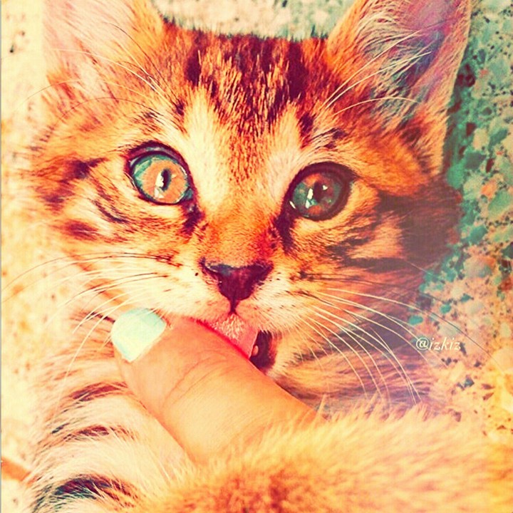 lovely cat.