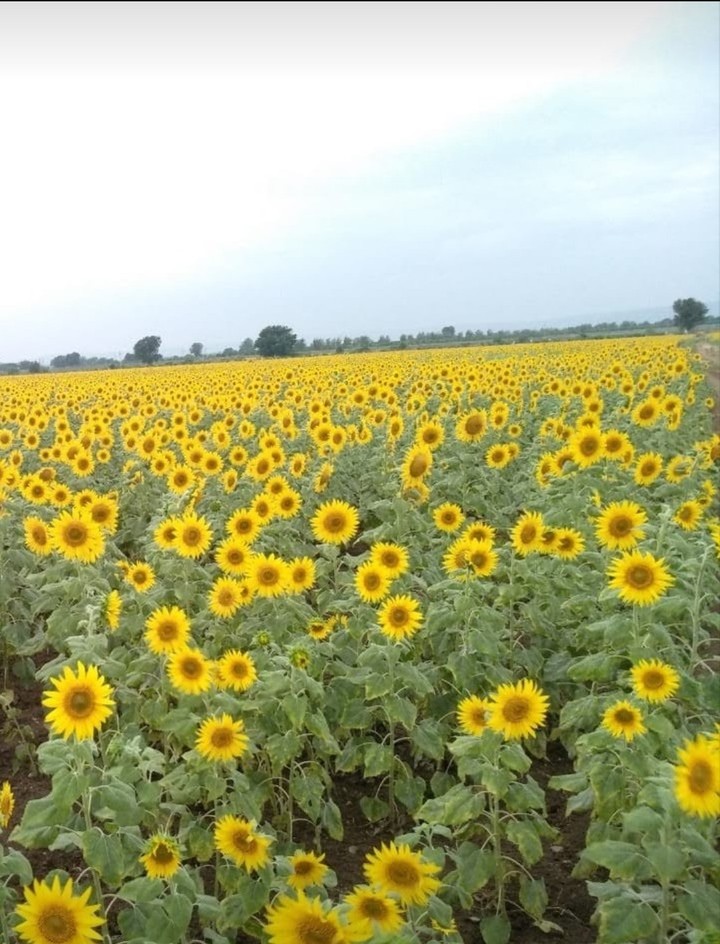 sunflower
