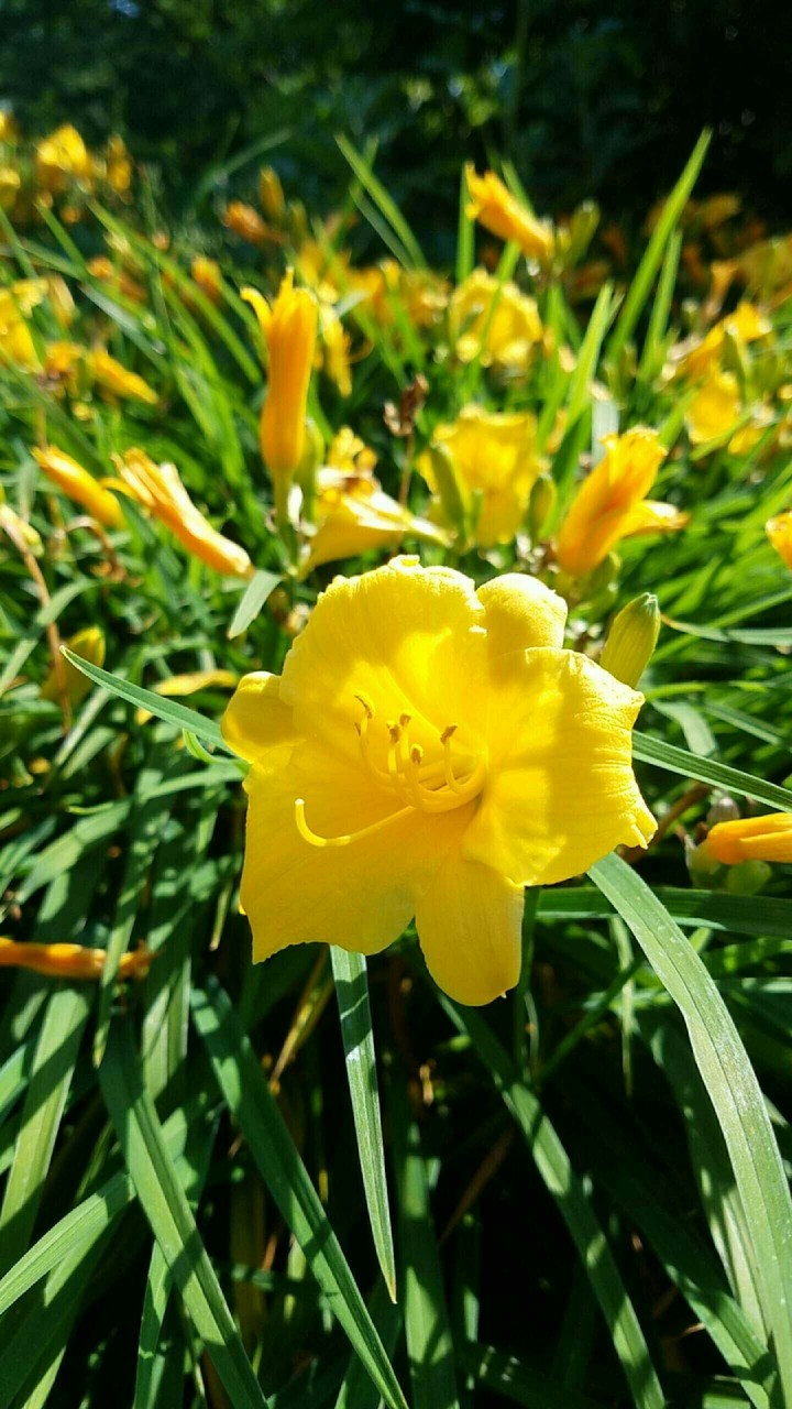 Yellow Flower