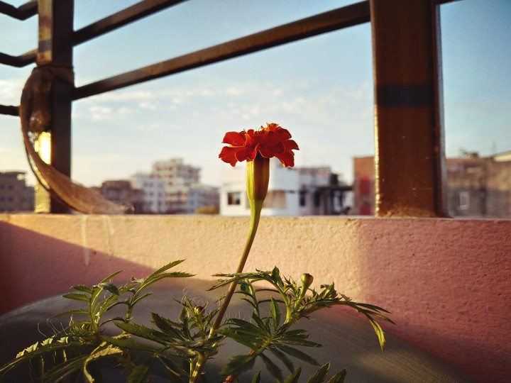 Flower