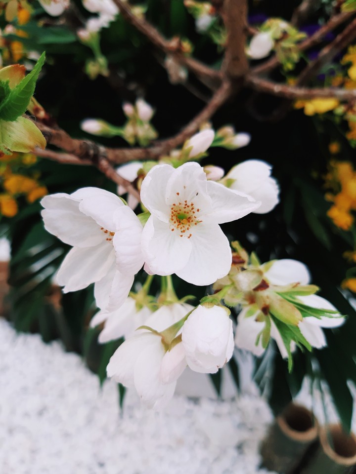 Sakura in Hanoi