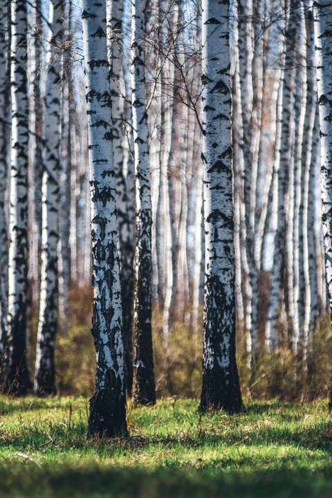woodland, grove wallpapers