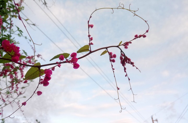 FLORES ROSAS.