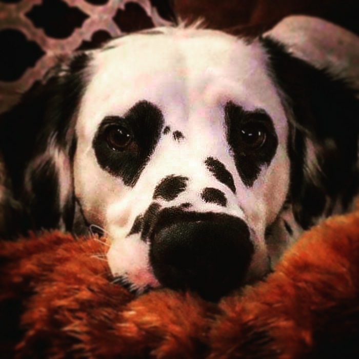 cute dog