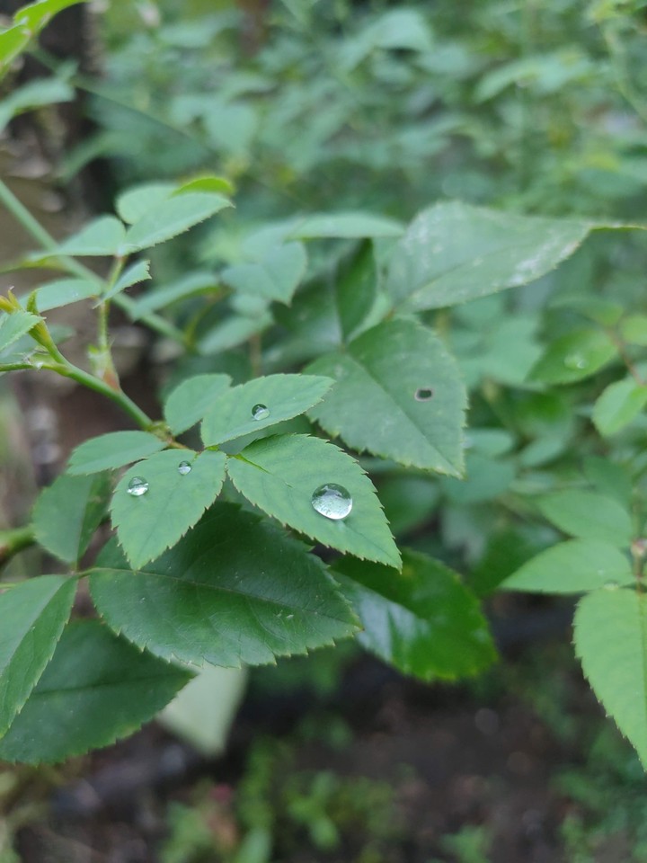 Droplet on leaf