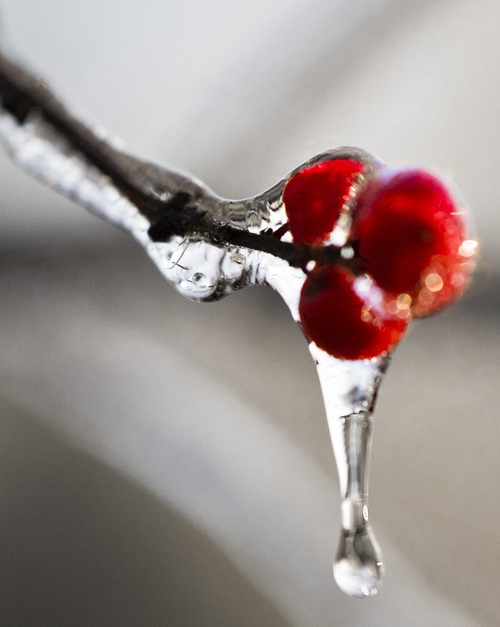 Winterberries encased in ice