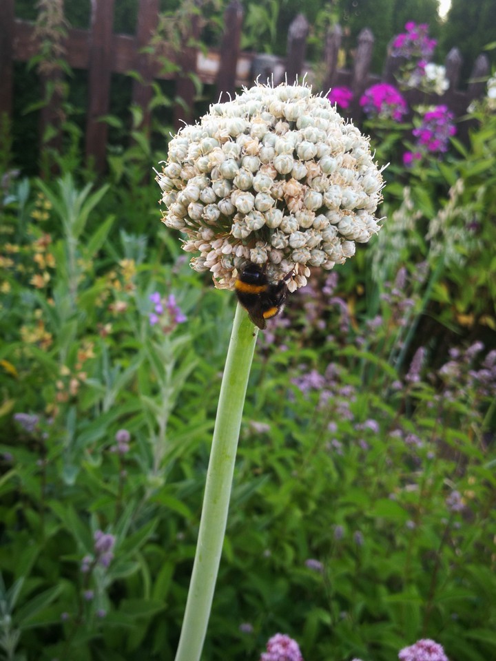 garlicplant