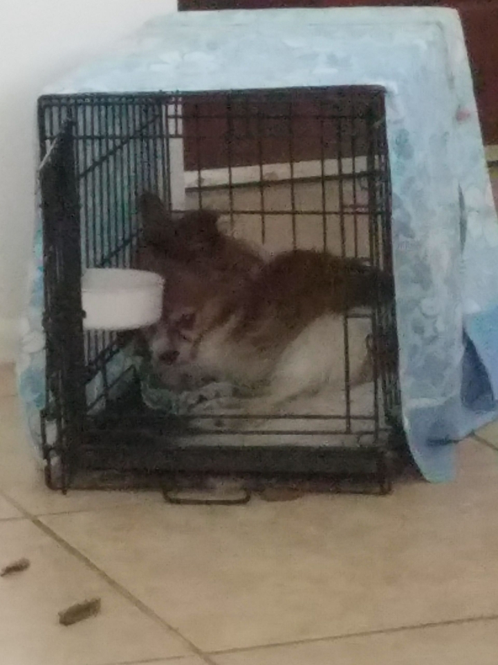 Harley in her house