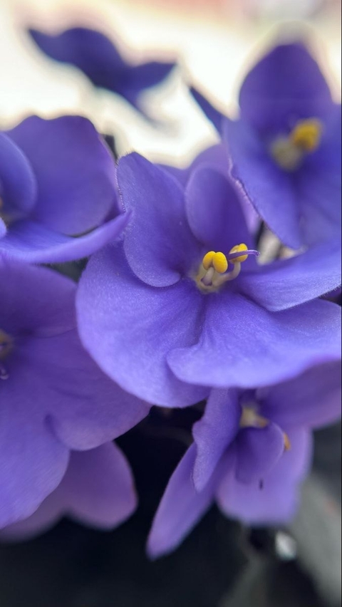 ταπετσαρίες flower, violaceae